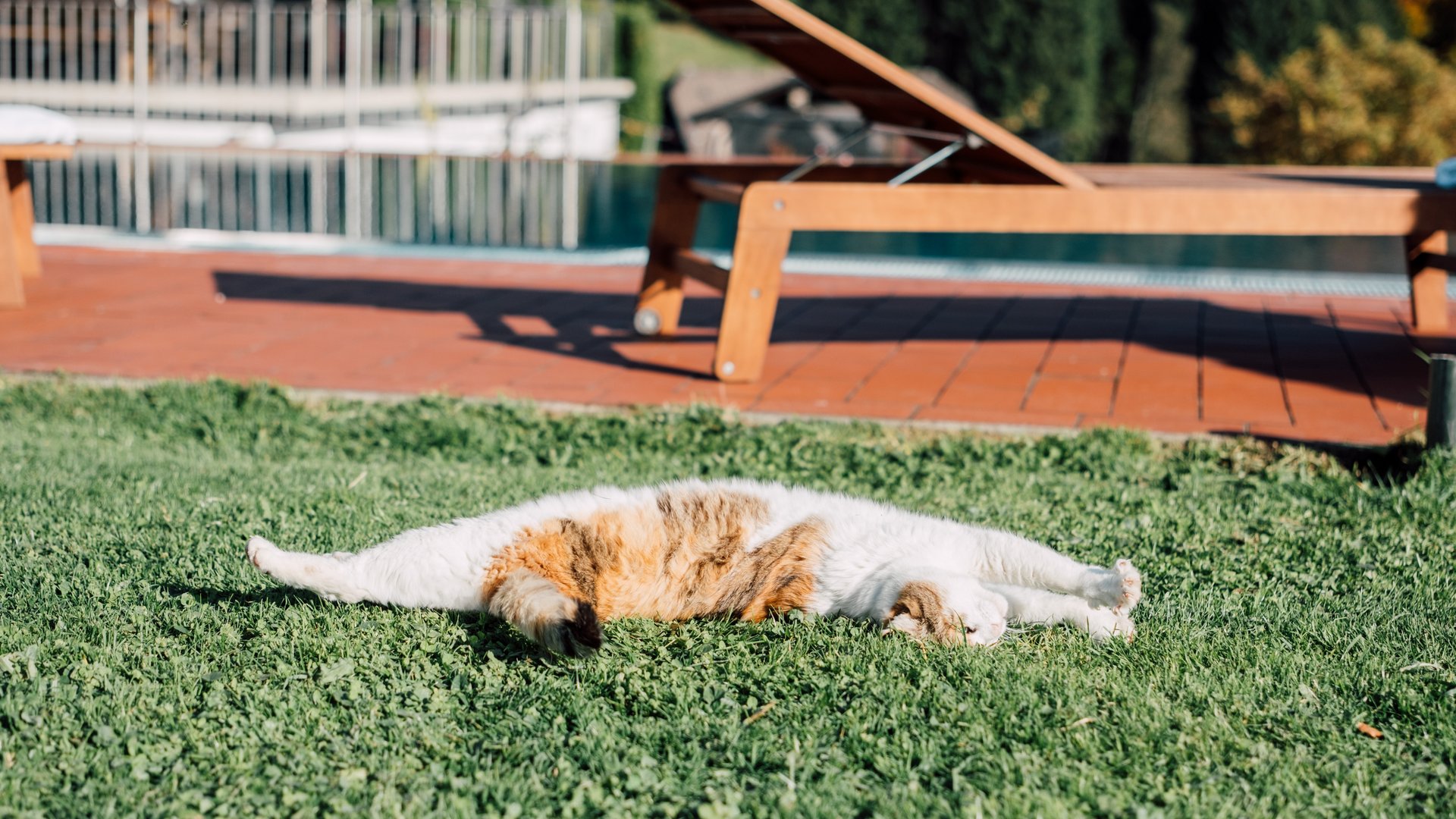 White cat with orange patches stretched out in the sun on the lawn, with wooden sun loungers by the pool behind